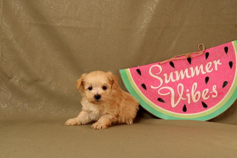 puppy, for, sale, Maltipoo, Matthew B. Stoltzfus, dog, breeder, Gap, PA, dog-breeder, puppy-for-sale, forsale, nearby, find, puppyfind, locator, puppylocator, aca